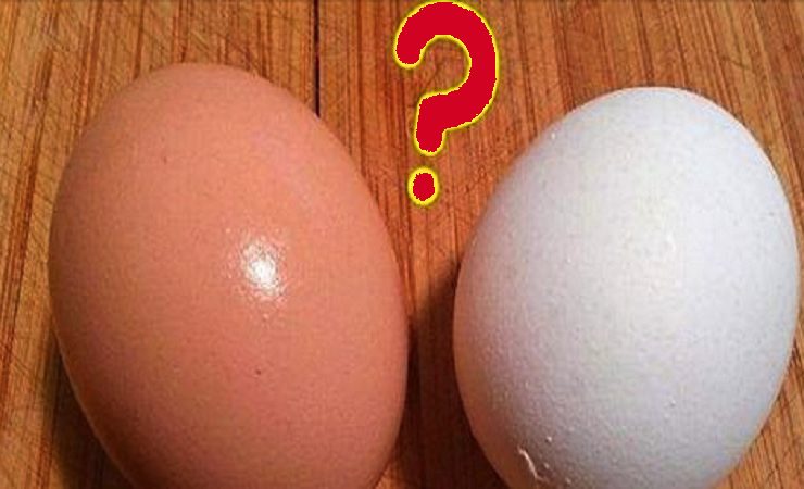 oeuf brun et blanc Quelle est la différence entre un oeuf brun et un oeuf blanc ?