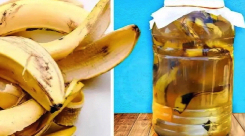 Qu'est-ce qu'on peut faire avec de la peau de banane ? Découvrez 13 Astuces Ingénieuses ! 1 Qu'est-ce qu'on peut faire avec de la peau de banane ? Découvrez 13 Astuces Ingénieuses ! peau de banane astuce Qu'est-ce qu'on peut faire avec de la peau de banane ? Découvrez 13 Astuces Ingénieuses !