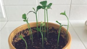 pousse de mandarinier Comment faire pousser des mandarines à l'infini à partir d'un seul pépin ?
