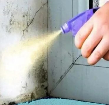 se debarrasser champignon maison Quel produit permet d'éliminer les champignons dans la maison ?