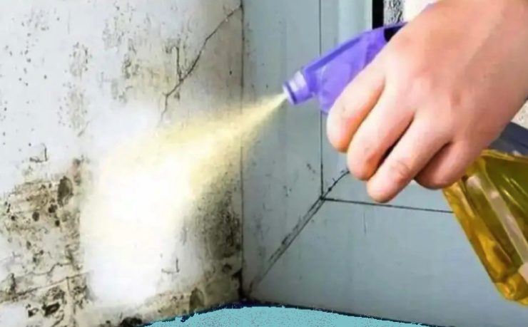 se debarrasser champignon maison Quel produit permet d'éliminer les champignons dans la maison ?