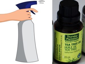 the tree Quel produit permet d'éliminer les champignons dans la maison ?