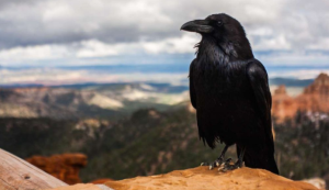 Test de personnalité : cette illusion d’optique peut révéler si vous êtes trop autocritique 3 Test de personnalité : cette illusion d’optique peut révéler si vous êtes trop autocritique Capture decran 2024 06 06 075946 Test de personnalité : cette illusion d’optique peut révéler si vous êtes trop autocritique