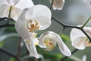 Découvrez un secret sur vous-même avec la première fleur trouvée dans ce jeu de mots cachés 8 Découvrez un secret sur vous-même avec la première fleur trouvée dans ce jeu de mots cachés blossom plant white flower petal bloom 1360470 pxhere.com Découvrez un secret sur vous-même avec la première fleur trouvée dans ce jeu de mots cachés
