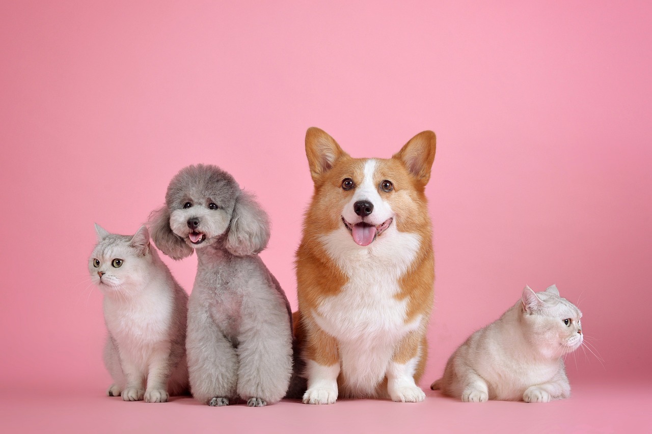 pets 3715733 1280 Trouver l'Animal de Compagnie Idéal