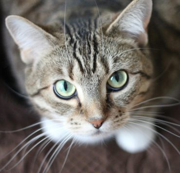 Vacances : combien de temps un chat peut-il rester seul à la maison ? 3 Vacances : combien de temps un chat peut-il rester seul à la maison ? pexels kmerriman 20787 scaled e1717168577909 Vacances : combien de temps un chat peut-il rester seul à la maison ?