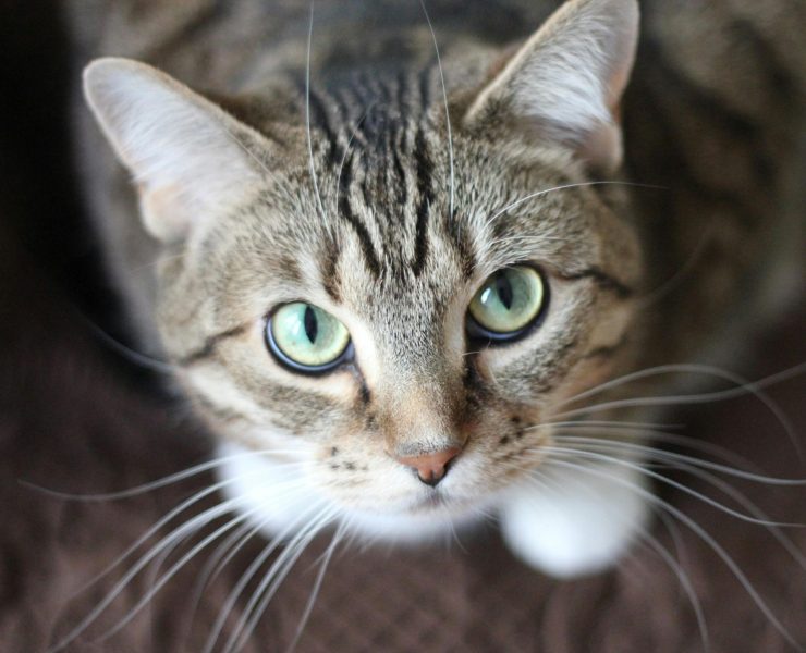 pexels kmerriman 20787 scaled e1717168577909 Vacances : combien de temps un chat peut-il rester seul à la maison ?