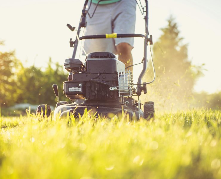 pexels magic k 6728919 1 Une forte amende pour les Français qui tondent leur jardin hors temps permis