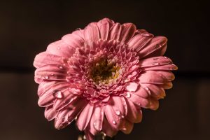 Découvrez un secret sur vous-même avec la première fleur trouvée dans ce jeu de mots cachés 2 Découvrez un secret sur vous-même avec la première fleur trouvée dans ce jeu de mots cachés water nature blossom light plant white 1055462 pxhere.com Découvrez un secret sur vous-même avec la première fleur trouvée dans ce jeu de mots cachés