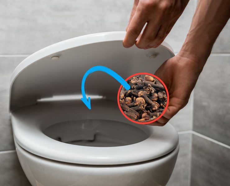 Clous de girofle dans les toilettes