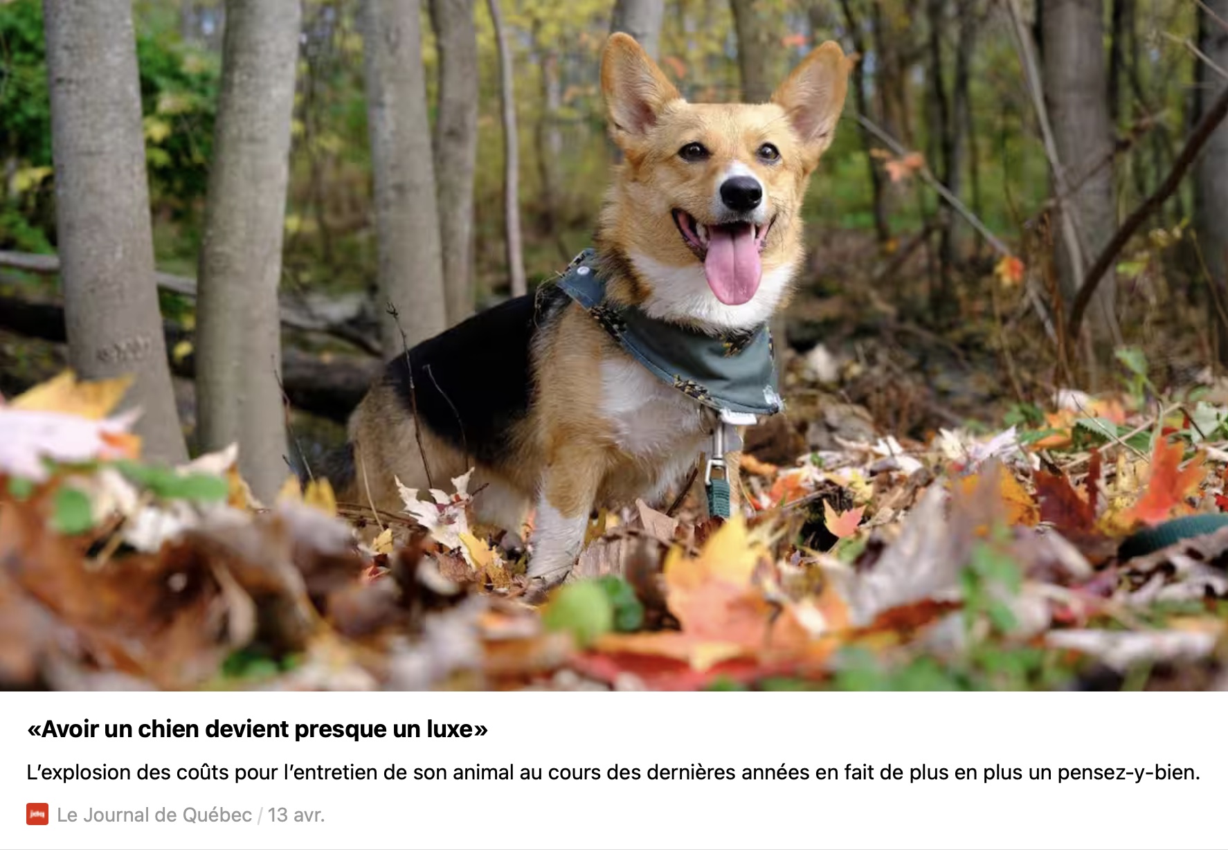 Capture decran le 2024 04 16 a 16.25.20 Augmentation vertigineuse des coûts : avoir un chien est-il devenu un luxe ?