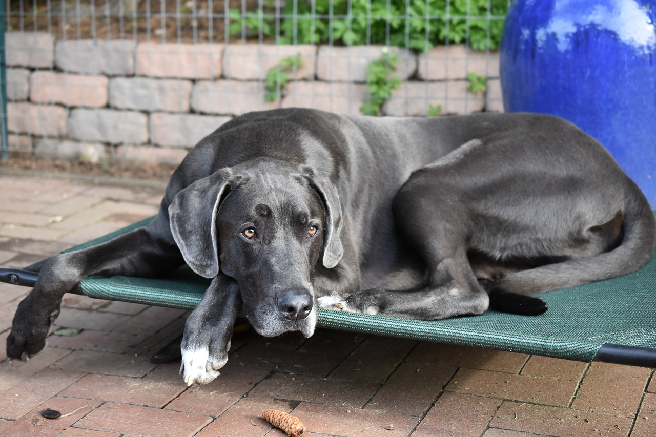 great dane 3978165 1280 Les 5 races de chiens trop coûteuses à entretenir selon les vétérinaires