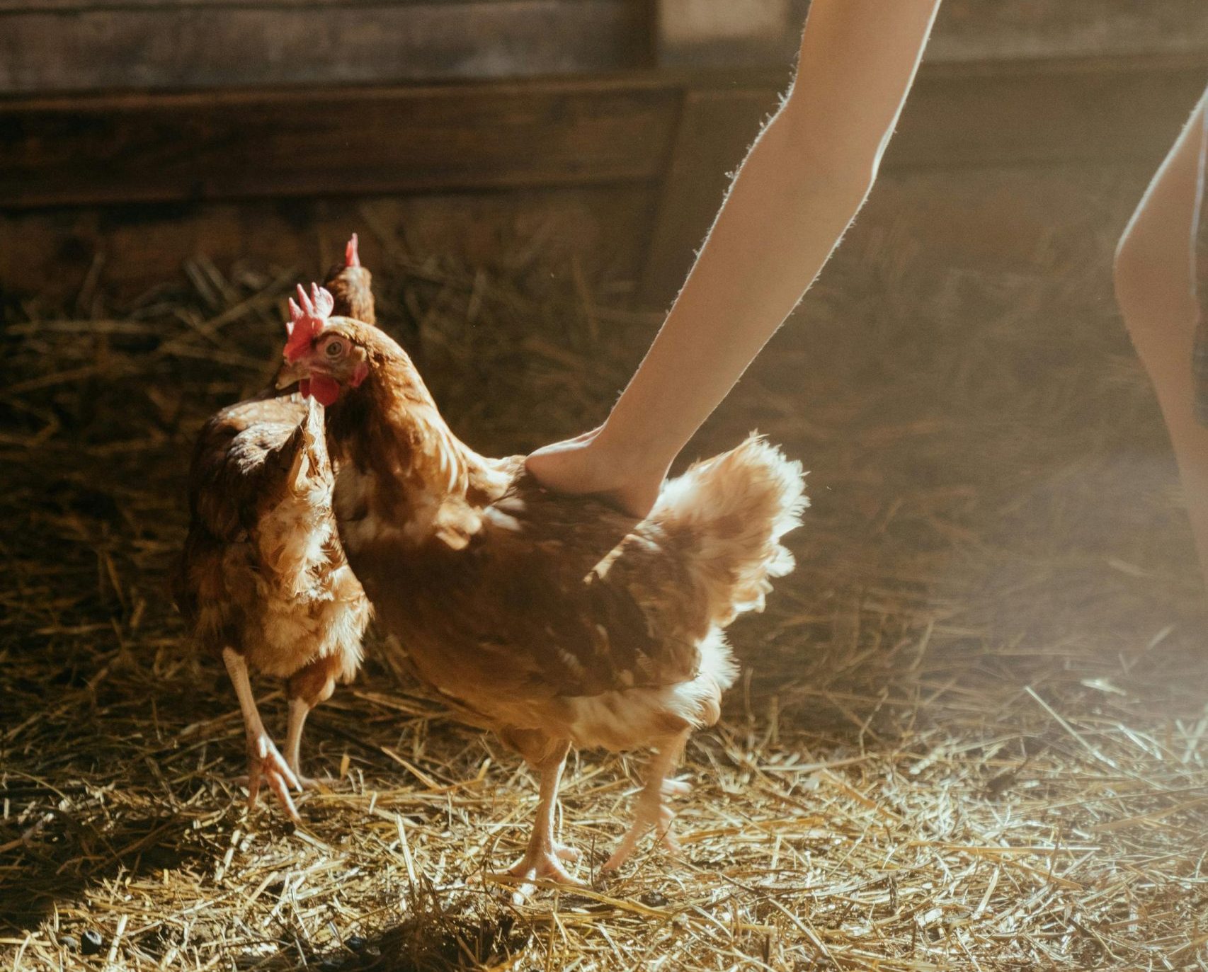 Voici ce que votre animal de compagnie révèle sur votre personnalité 6 Voici ce que votre animal de compagnie révèle sur votre personnalité pexels cottonbro 4911779 scaled e1713365677714 Voici ce que votre animal de compagnie révèle sur votre personnalité