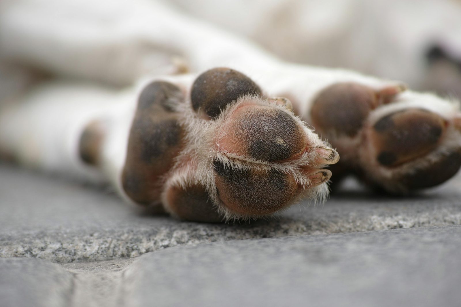 Le deuil d'un animal de compagnie peut être aussi éprouvant que celui d'un être humain. 1 Le deuil d'un animal de compagnie peut être aussi éprouvant que celui d'un être humain. pexels enginakyurt 1438798 Le deuil d'un animal de compagnie peut être aussi éprouvant que celui d'un être humain.