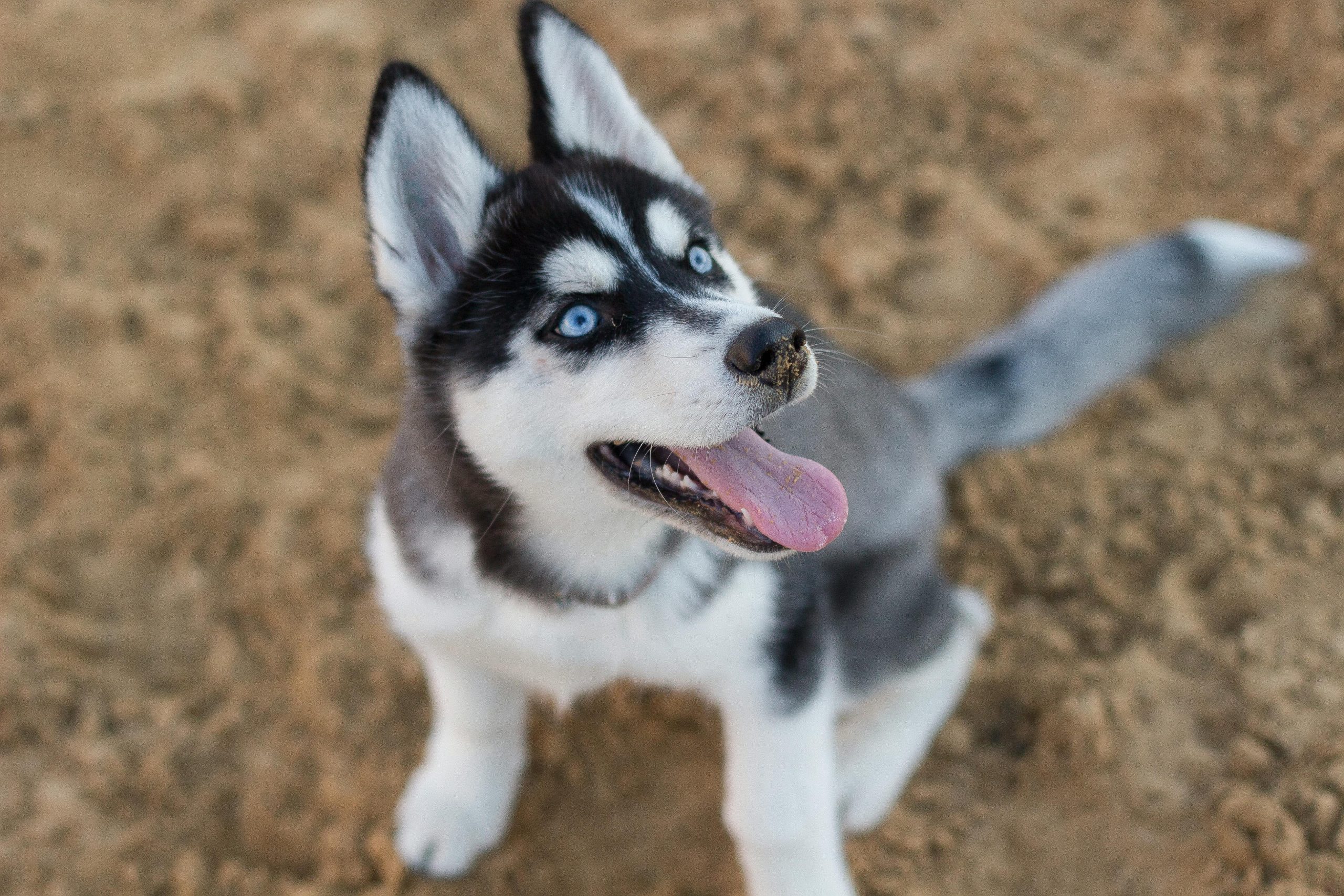 pexels kateryna babaieva 1423213 2853130 scaled Les 5 races de chiens trop coûteuses à entretenir selon les vétérinaires