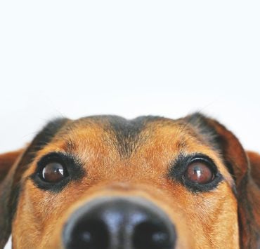 Les races de chiens les plus difficiles selon un expert canin 4 Les races de chiens les plus difficiles selon un expert canin pexels lum3n 44775 406014 Les races de chiens les plus difficiles selon un expert canin