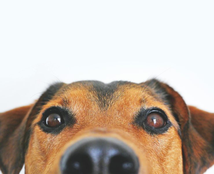 pexels lum3n 44775 406014 Les races de chiens les plus difficiles selon un expert canin