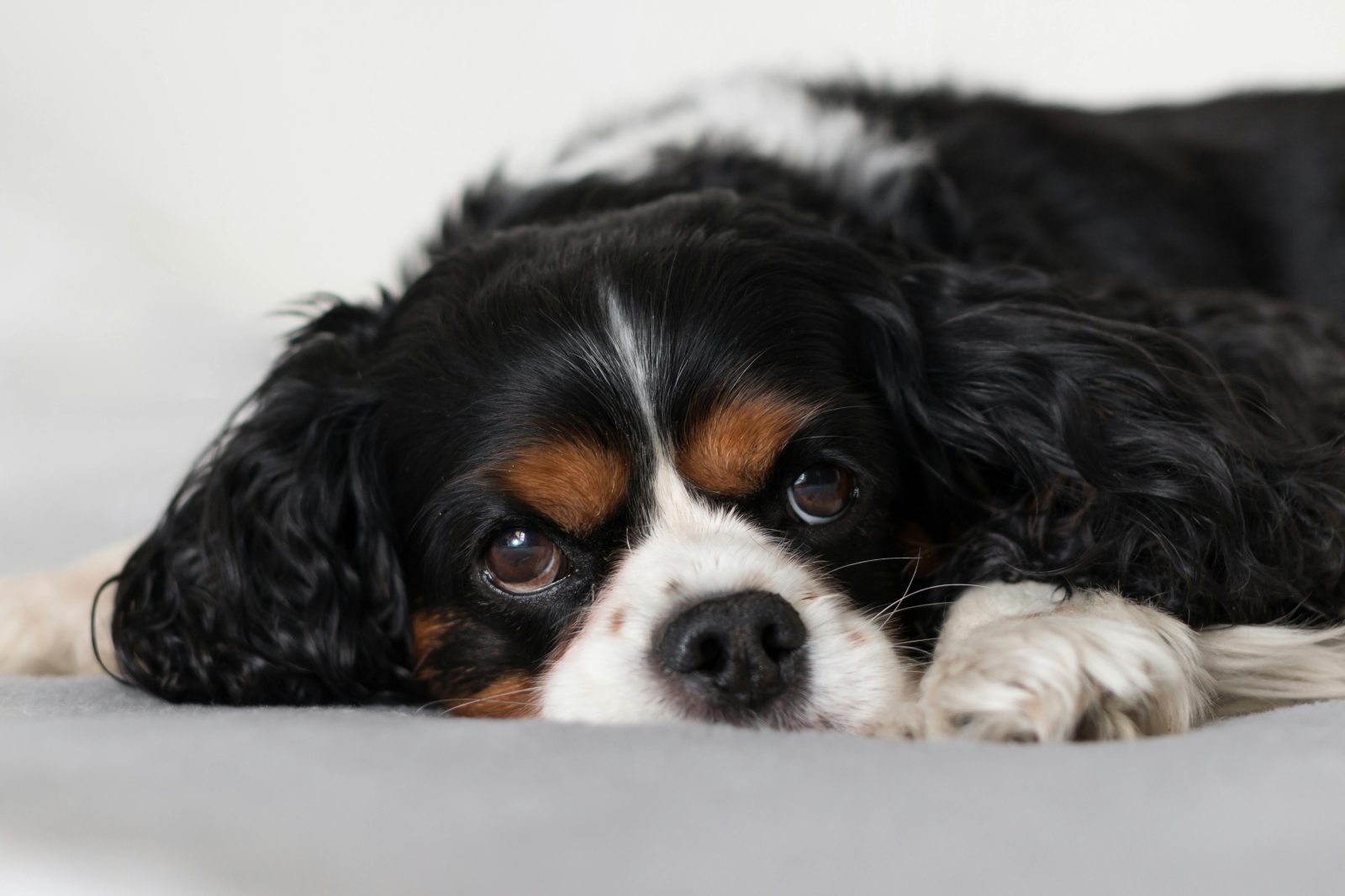 Les animaux seront-ils bientôt les bienvenus dans tous les logements du Québec? 1 Les animaux seront-ils bientôt les bienvenus dans tous les logements du Québec? pexels rzierik 3912691 Les animaux seront-ils bientôt les bienvenus dans tous les logements du Québec?