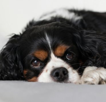 Les animaux seront-ils bientôt les bienvenus dans tous les logements du Québec? 3 Les animaux seront-ils bientôt les bienvenus dans tous les logements du Québec? pexels rzierik 3912691 Les animaux seront-ils bientôt les bienvenus dans tous les logements du Québec?