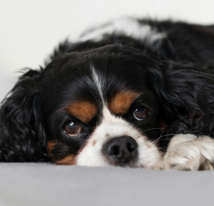 pexels rzierik 3912691 Les animaux seront-ils bientôt les bienvenus dans tous les logements du Québec?