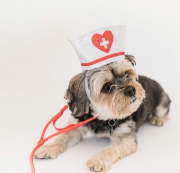 Les 5 races de chiens trop coûteuses à entretenir selon les vétérinaires 4 Les 5 races de chiens trop coûteuses à entretenir selon les vétérinaires pexels sam lion 5731874 Les 5 races de chiens trop coûteuses à entretenir selon les vétérinaires