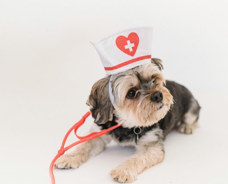 pexels sam lion 5731874 Les 5 races de chiens trop coûteuses à entretenir selon les vétérinaires