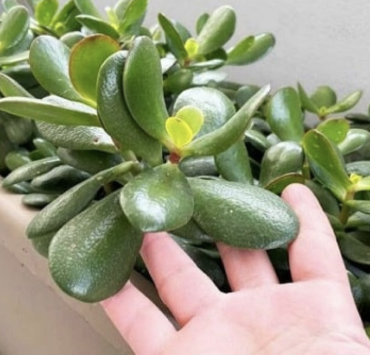 Mettez cette plante dans votre maison pour attirer la richesse et l'énergie positive 3 Mettez cette plante dans votre maison pour attirer la richesse et l'énergie positive Capture decran le 2024 05 03 a 18.24.51 Mettez cette plante dans votre maison pour attirer la richesse et l'énergie positive