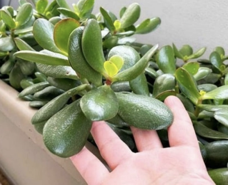 Capture decran le 2024 05 03 a 18.24.51 Mettez cette plante dans votre maison pour attirer la richesse et l'énergie positive