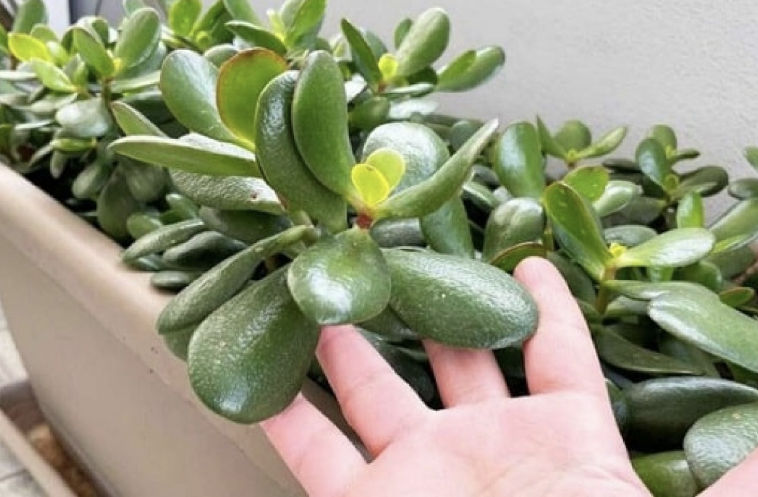 Mettez cette plante dans votre maison pour attirer la richesse et l'énergie positive 1 Mettez cette plante dans votre maison pour attirer la richesse et l'énergie positive Capture decran le 2024 05 03 a 18.24.51 Mettez cette plante dans votre maison pour attirer la richesse et l'énergie positive