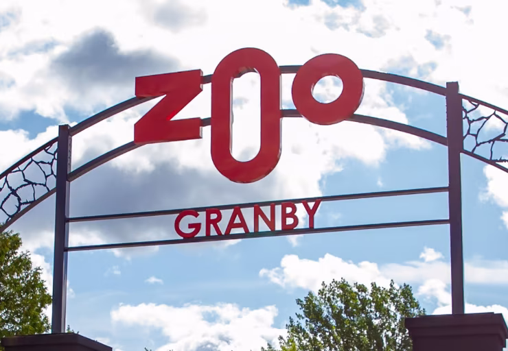 YXJ0aWNsZXMvVDZKNlBJVG5DV1VoZ3NadVVLcE4vYTQyYTAzMzQzMGFhNDQzNTg4ZmIvZGQ2ZTA1MmItYjkwZC00MGY3LWFiZTYtM2ViZDM0NGI2Y2VkLnBuZw Le Zoo de Granby dévoile leurs trois nouvelles merveilles d’une espèce menacée