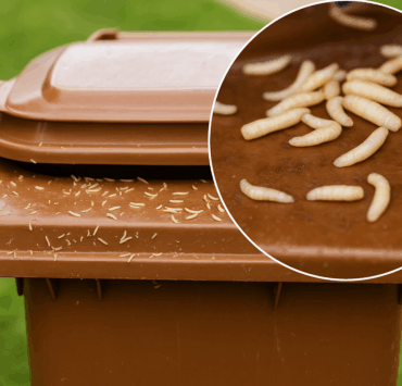 Comment se débarrasser définitivement des asticots dans votre poubelle ? 3 Comment se débarrasser définitivement des asticots dans votre poubelle ? astic Comment se débarrasser définitivement des asticots dans votre poubelle ?
