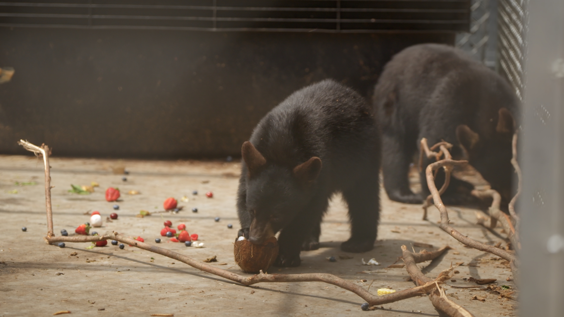 434860637 895897765670690 3102325909283548061 n Grande nouvelle en approche pour 'Un zoo pas comme les autres'