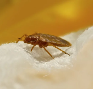 Capture decran 2024 06 10 083402 Ce produit naturel et pas cher est redoutable pour éradiquer les punaises de lit