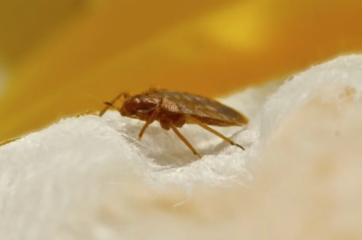 Capture decran 2024 06 10 083402 Ce produit naturel et pas cher est redoutable pour éradiquer les punaises de lit