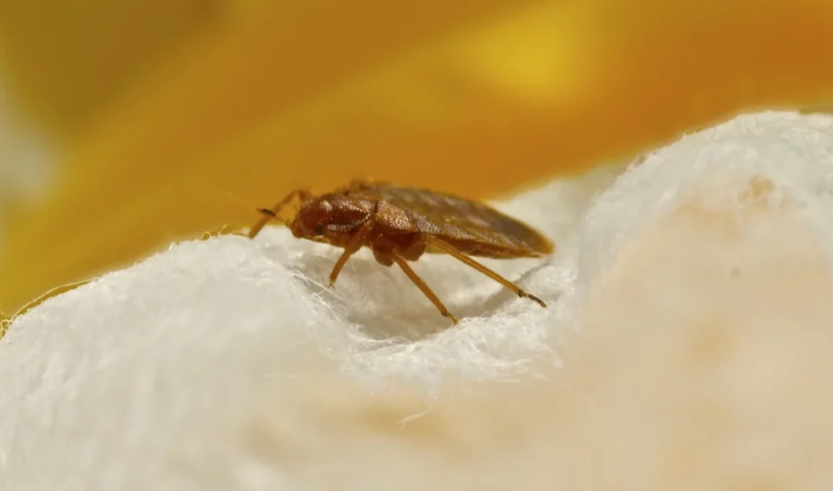 Ce produit naturel et pas cher est redoutable pour éradiquer les punaises de lit 1 Ce produit naturel et pas cher est redoutable pour éradiquer les punaises de lit Capture decran 2024 06 10 083402 Ce produit naturel et pas cher est redoutable pour éradiquer les punaises de lit