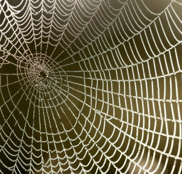 Une Araignée Venimeuse Prévue pour Faire son Apparition au Québec Prochainement 2 Une Araignée Venimeuse Prévue pour Faire son Apparition au Québec Prochainement Capture decran 2024 06 11 182707 Une Araignée Venimeuse Prévue pour Faire son Apparition au Québec Prochainement