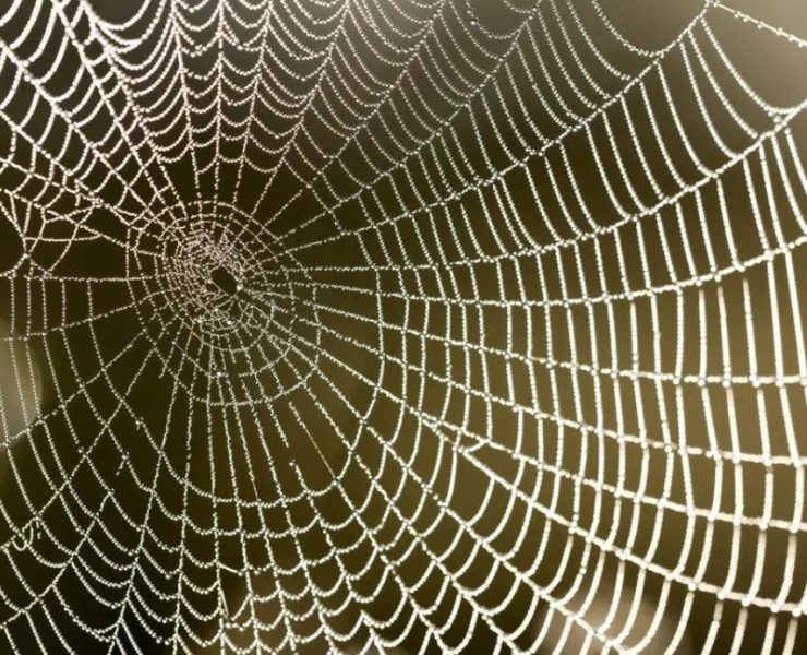 Capture decran 2024 06 11 182707 Une Araignée Venimeuse Prévue pour Faire son Apparition au Québec Prochainement