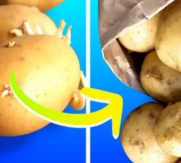 Comment peut-on stocker les pommes de terre pour les empêcher de germer ? 3 Comment peut-on stocker les pommes de terre pour les empêcher de germer ? Capture decran 2024 06 12 070220 Comment peut-on stocker les pommes de terre pour les empêcher de germer ?