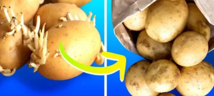 Capture decran 2024 06 12 070220 Comment peut-on stocker les pommes de terre pour les empêcher de germer ?