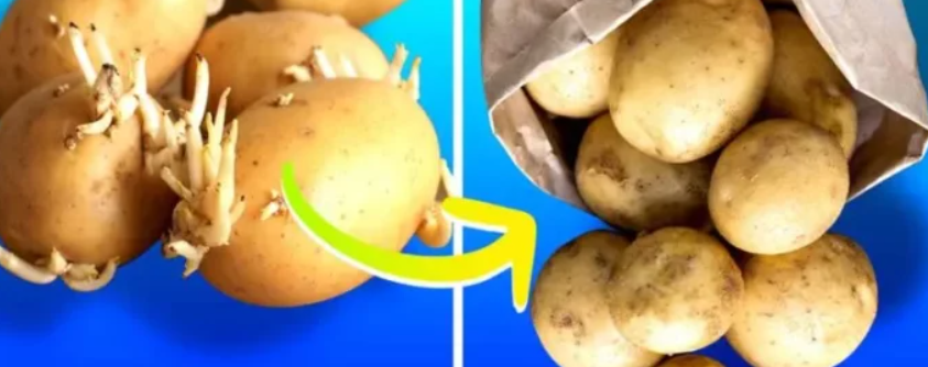 Comment peut-on stocker les pommes de terre pour les empêcher de germer ? 1 Comment peut-on stocker les pommes de terre pour les empêcher de germer ? Capture decran 2024 06 12 070220 Comment peut-on stocker les pommes de terre pour les empêcher de germer ?