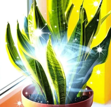 Capture decran 2024 06 26 061610 Chance à domicile : cette plante porte-bonheur que vous devriez avoir chez vous