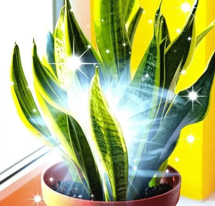 Capture decran 2024 06 26 061610 Chance &agrave; domicile : cette plante porte-bonheur que vous devriez avoir chez vous