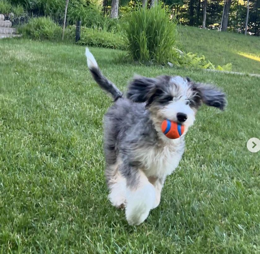 Capture decran le 2024 06 19 a 16.01.10 Frédérique Guay de LCN présente fièrement le le « nouveau membre » de leur famille