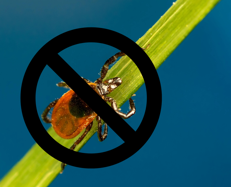 Design sans titre 31 Protégez-vous des Tiques Cet Été avec Cette Huile Essentielle