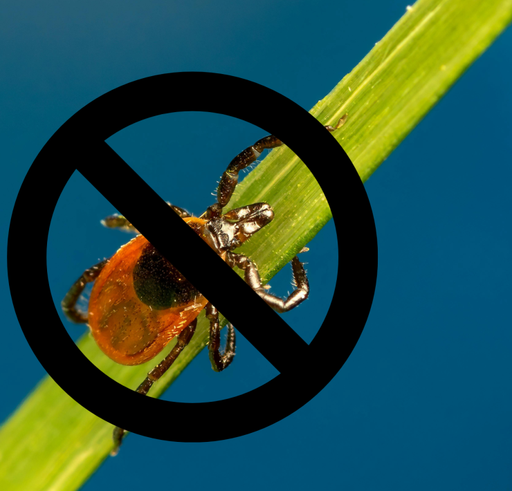 Design sans titre 31 Prot&eacute;gez-vous des Tiques Cet &Eacute;t&eacute; avec Cette Huile Essentielle