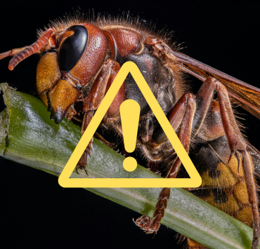 Design sans titre 45 Attention, guêpes géantes ! Le frelon européen en hausse de 377 % au Québec