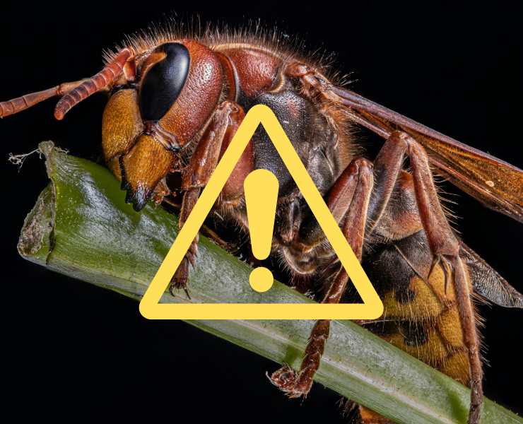 Design sans titre 45 Attention, guêpes géantes ! Le frelon européen en hausse de 377 % au Québec