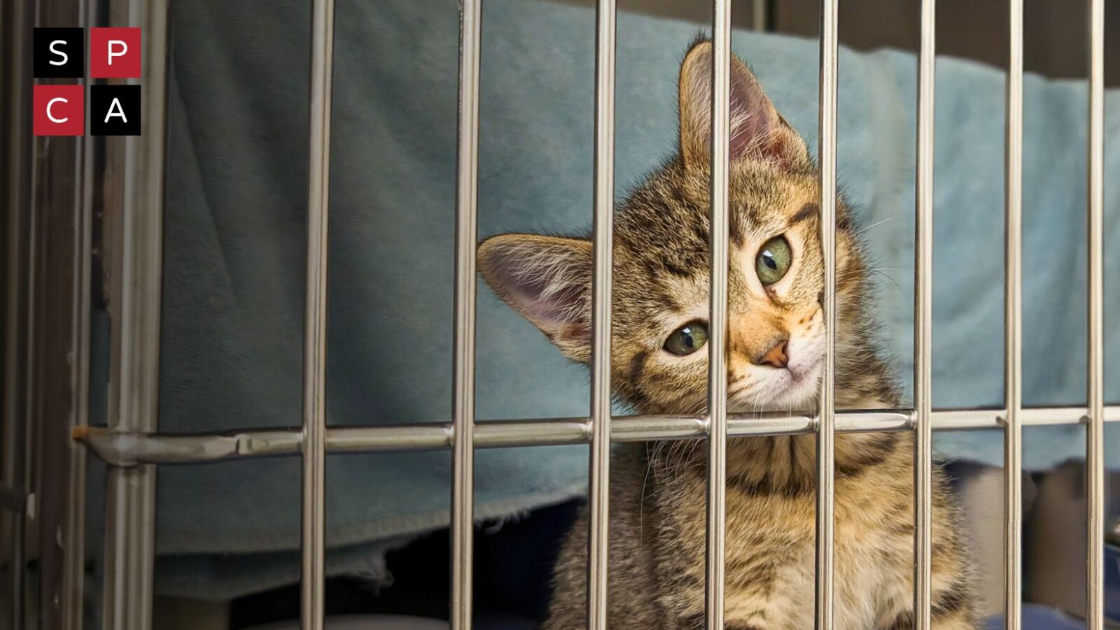Surchargée d'Abandons, la SPCA de Montréal Offre des Adoptions Gratuites ce Dimanche 1 Surchargée d'Abandons, la SPCA de Montréal Offre des Adoptions Gratuites ce Dimanche 448828694 868243102012745 4515121279937512060 n Surchargée d'Abandons, la SPCA de Montréal Offre des Adoptions Gratuites ce Dimanche