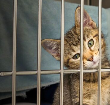 448828694 868243102012745 4515121279937512060 n Surchargée d'Abandons, la SPCA de Montréal Offre des Adoptions Gratuites ce Dimanche