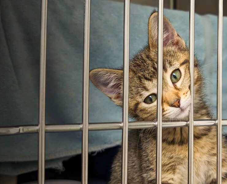 448828694 868243102012745 4515121279937512060 n Surchargée d'Abandons, la SPCA de Montréal Offre des Adoptions Gratuites ce Dimanche